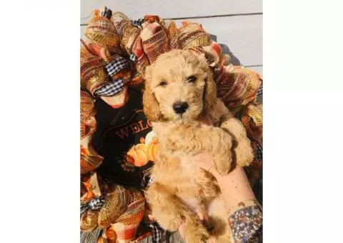 GANA Certified mini to medium sized Goldendoodle puppies available now!